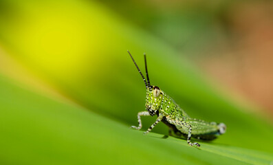 Close up of grasshopper on leaves with green background