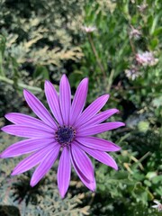 flowers in the garden