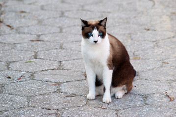 black and white cat