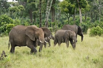 Fototapeta na wymiar Group of elephants in woodland, Masai Mara Game Reserve, Kenya