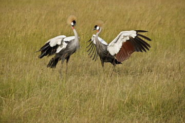 Gray crowned cranes doing mating dance, Masai Mara Game Reserve, Kenya