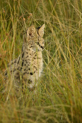 Serval hunting in long grass, Masai Mara Game Reserve, Kenya