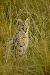 Serval hunting in long grass, Masai Mara Game Reserve, Kenya