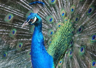 Fototapeta na wymiar Gorgeous Peacock head and freathers. Beak and eye focus.