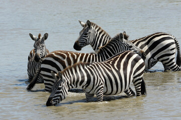 Fototapeta na wymiar Burchell's (common, plains) zebras drinking in waterhole, Masai Mara Game Reserve, Kenya
