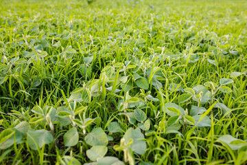 Dealing with troublesome weeds in fields. Lambsquarters soybean sprouts on an unencidesed without single non-residual herbicidefield.