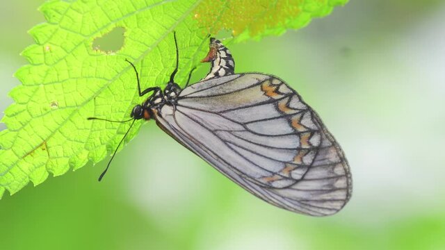 Yellow Coster Butterfly laying Eggs on nature background in Thailand and Southeast-Asia.   