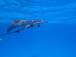 dolphin in the water