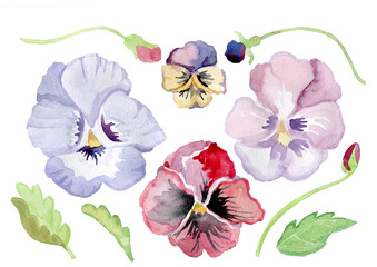 Watercolor illustration of floral set of pansies isolated on a white background