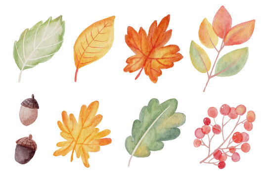 watercolor autumn fall leaves elements collection isolated on white background