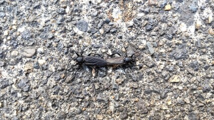 交尾中のハグロケバエ