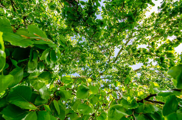 Green leaves, tree, leaf, sky
