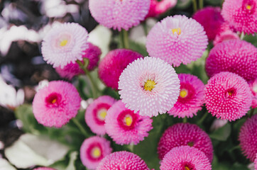 pink pom pom mum flower