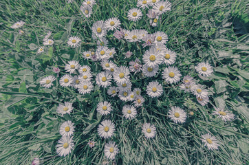 Common Daisy, flowers, grass, green