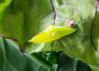 Cabbage white butterfly pupa on red russian kale leaf. Small jagged yellow green chrysalises in...