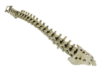 spine 3D rendering image file