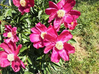 pink flowers in the garden