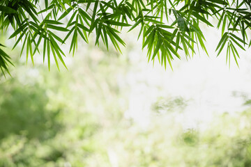 Beautiful nature view green bamboo leaf on blurred greenery background under sunlight with bokeh and copy space using as background natural plants landscape, ecology wallpaper concept.
