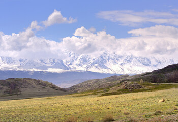 Fototapeta premium Kurai steppe in spring. Dry grass on the slopes, snow-capped peaks of the mountains of the Northern Chui range under a cloudy blue sky. Gorny Altai, Siberia, Russia