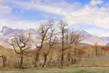 Fototapeta na wymiar Trees in the Altai Mountains near the 