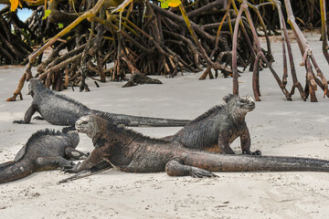 Galapagos Islands -Ecuador.