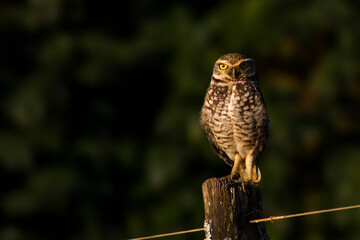 Aves 1