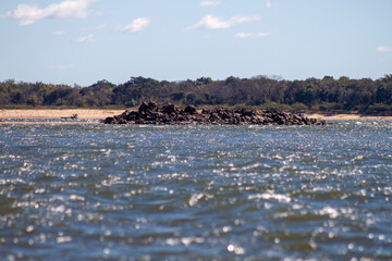 seagulls on the beach