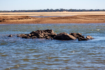 wildebeest in the water