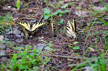 a group of eastern tiger swallowtail butterflies resting on the forest floor at a state park