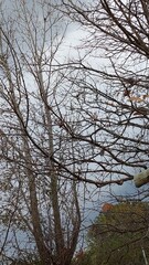 trees and sky 