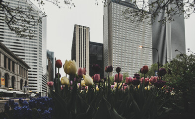 Chicago skyline at springtime