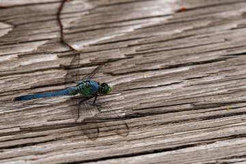 Great Blue Skimmer Rests on Pier