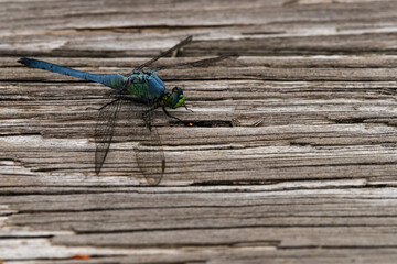 Great Blue Skimmer Rests on Pier