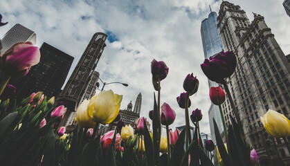 Chicago skyline at springtime