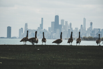 Skyline of Chicago witn ducks