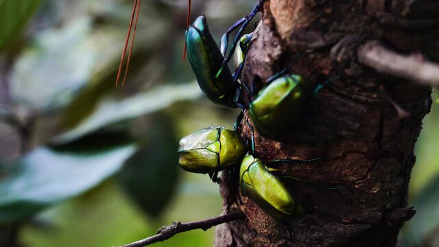 Close up of four Emerald euphoria beetle on tree branch. Euphoria fulgida, the emerald euphoria, is a species of scarab beetle in the family Scarabaeidae. It is found in North America.