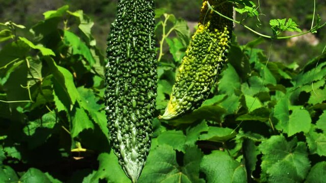 Bitter gourd (bitter melon) with plant. Closeup Bitter gourd, Bitter melon (Momordica charantia L.) on tree in the field. Bitter, pungent taste.