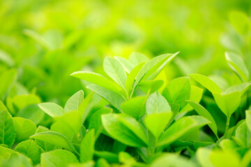 Fototapeta premium Green Buxus Sempervirens Bush Background.