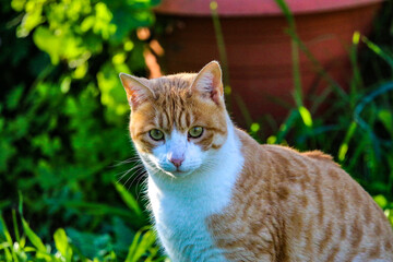 Gatto