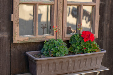 Red Pelargonium buds in the flower pot. Geranium flowers with old vintage window in the background.