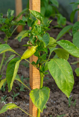 Young green bell pepper plants (Capsicum ) in the greenhouse . Unripe sweet pepper close up.