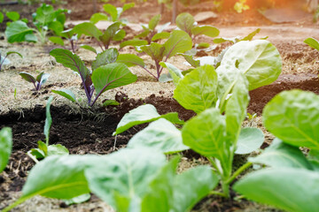 Seedlings sprout of white cabbage in the beds in spring
