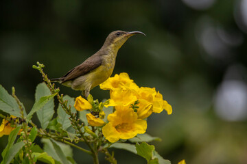 Female Purple Sunbird (Cinnyris asiaticus) sitting on tree branch with yellow flowers, seen in India.