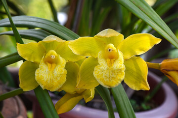 Yellow colour Cymbidium , commonly known as boat orchid
