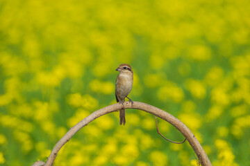 Brown Shrike (Lanius cristatus) sitting on a stick, blurred colorful background, seen in a India.