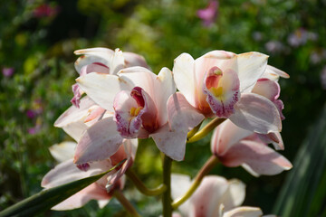 Fototapeta premium Yellow colored Cymbidium , commonly known as boat orchid.