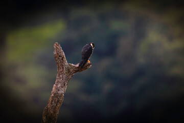 bird on a branch