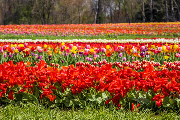 Tulip blossom bloom at the farm