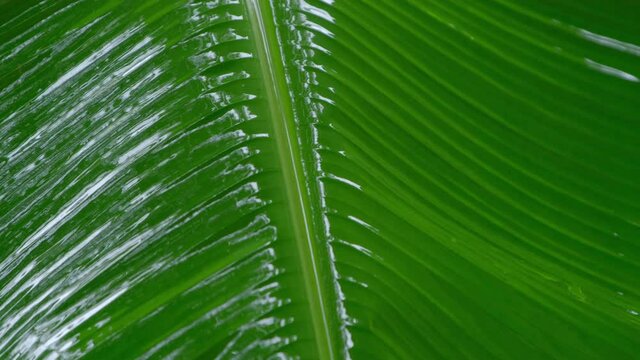 banana leaf in rain day