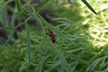 Pyrrhocoris apterus on a green blade of grass.